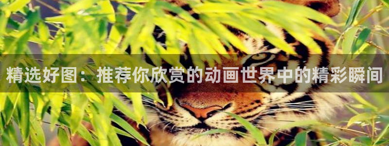 拷贝漫画 copymanager.ory网站：精选好图：推荐你欣赏的动画世界中的精彩瞬间